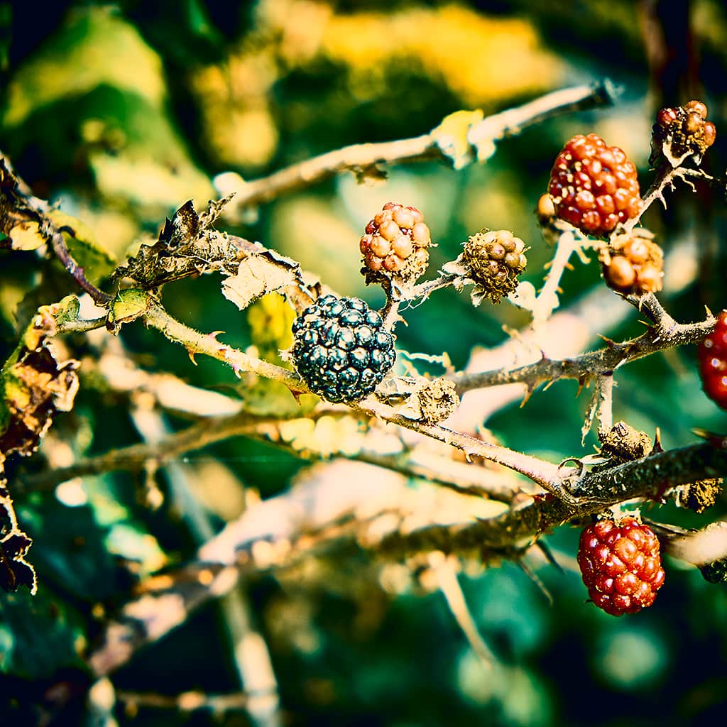 Automne-enel-rehel-photographie-2