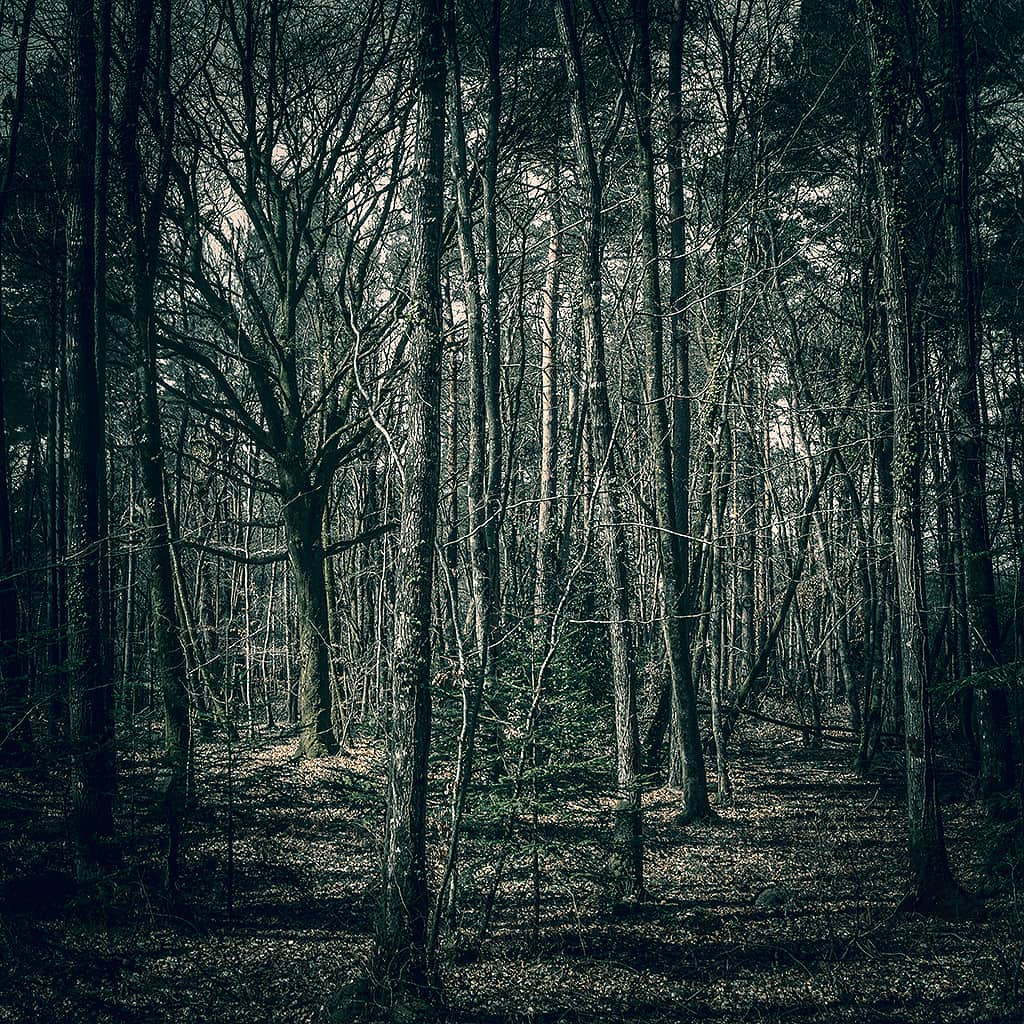 Dans la forêt - Jérôme Enel-Réhel Photographie-3