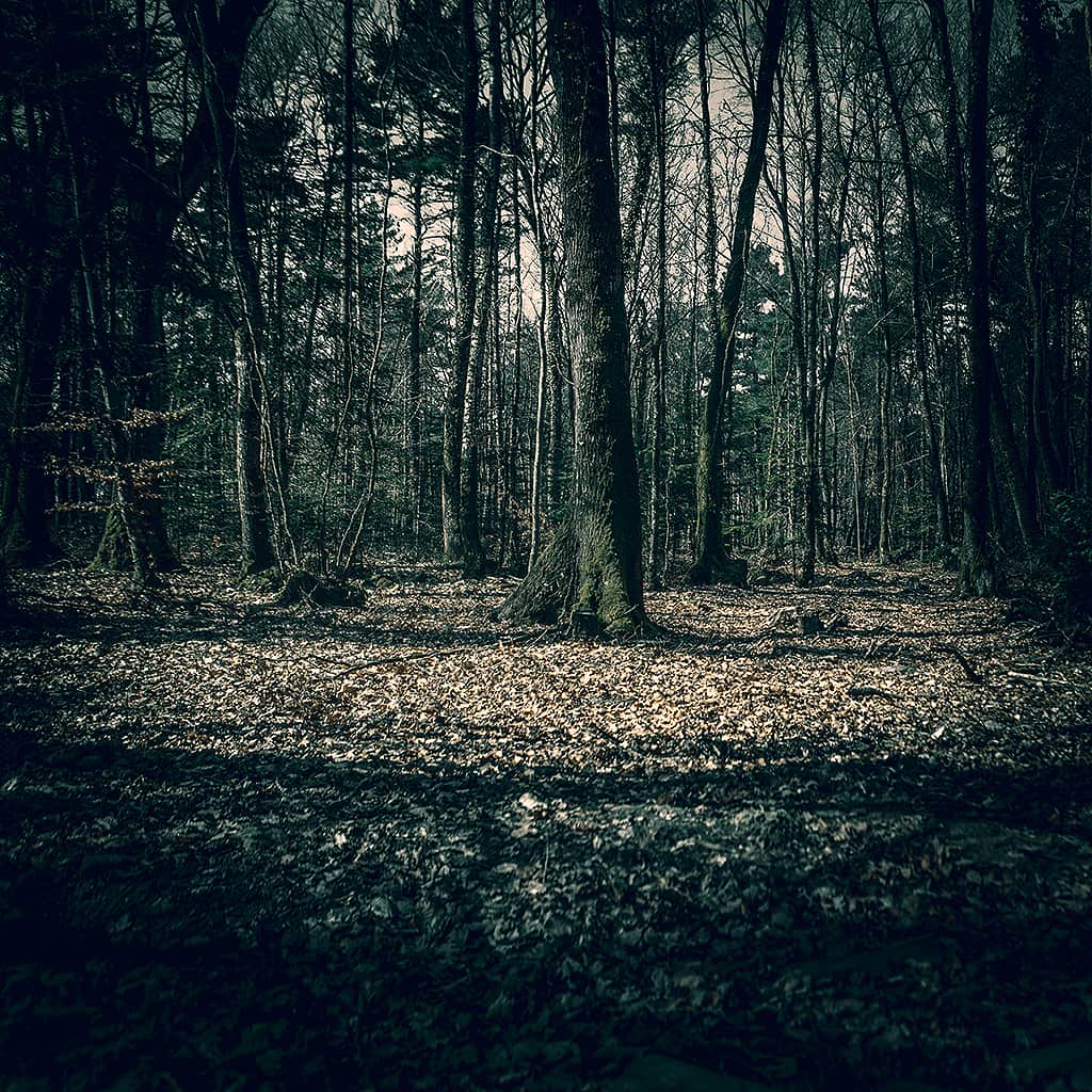 Dans la forêt - Jérôme Enel-Réhel Photographie-4