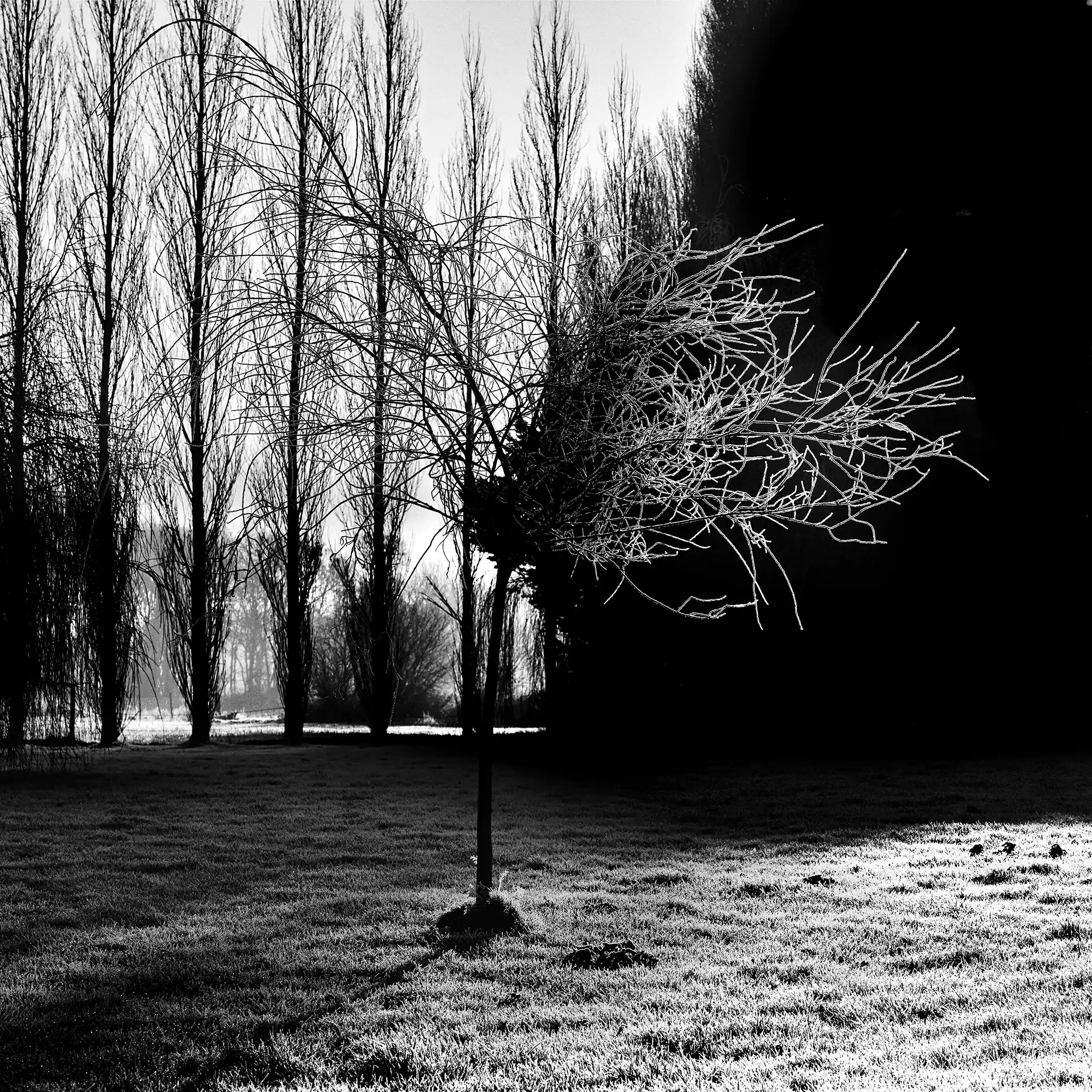 Arbre gelé dans un rayon de soleil - Janvier 2021