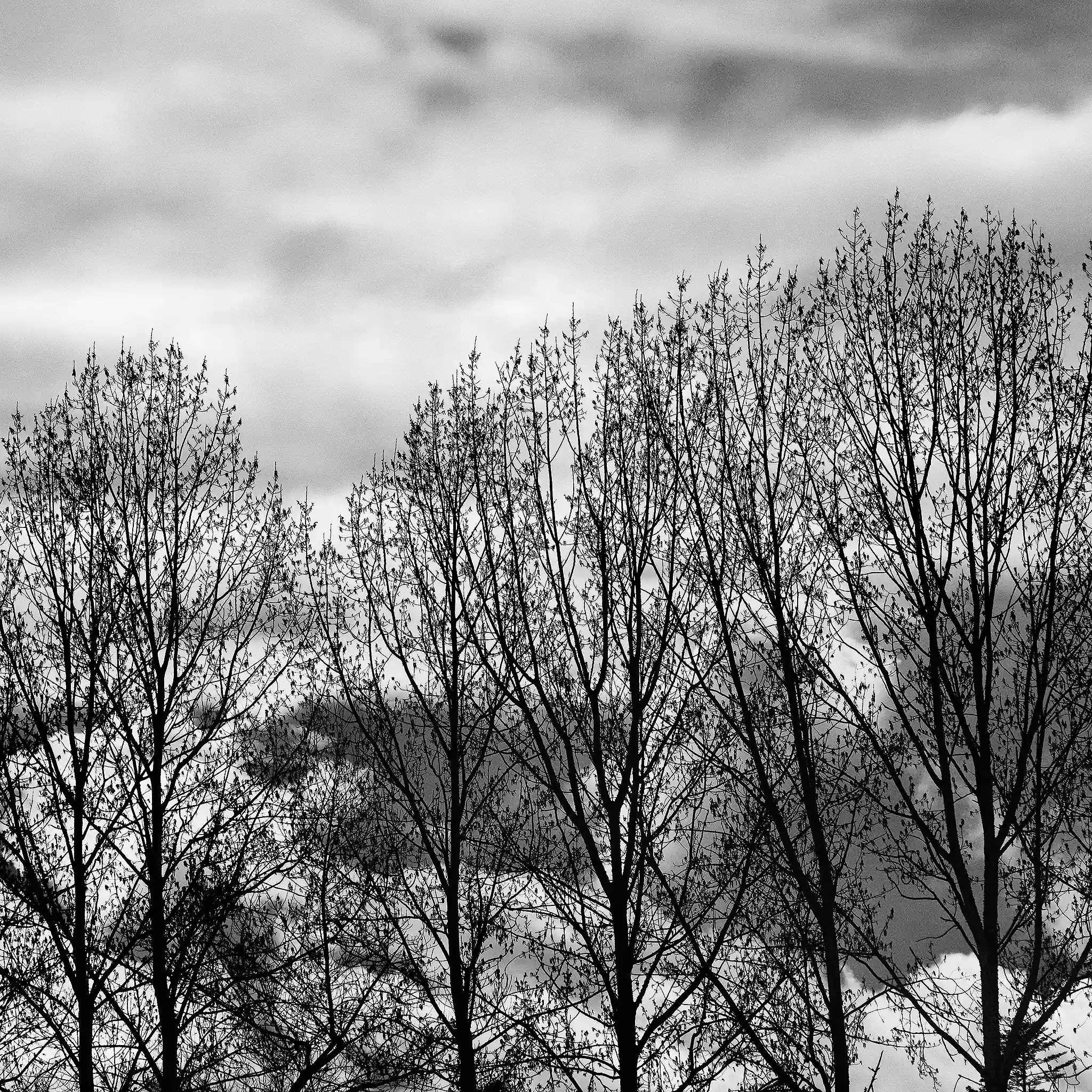 Lignes d'arbres sur dégradé de ciel - Mars 2022.