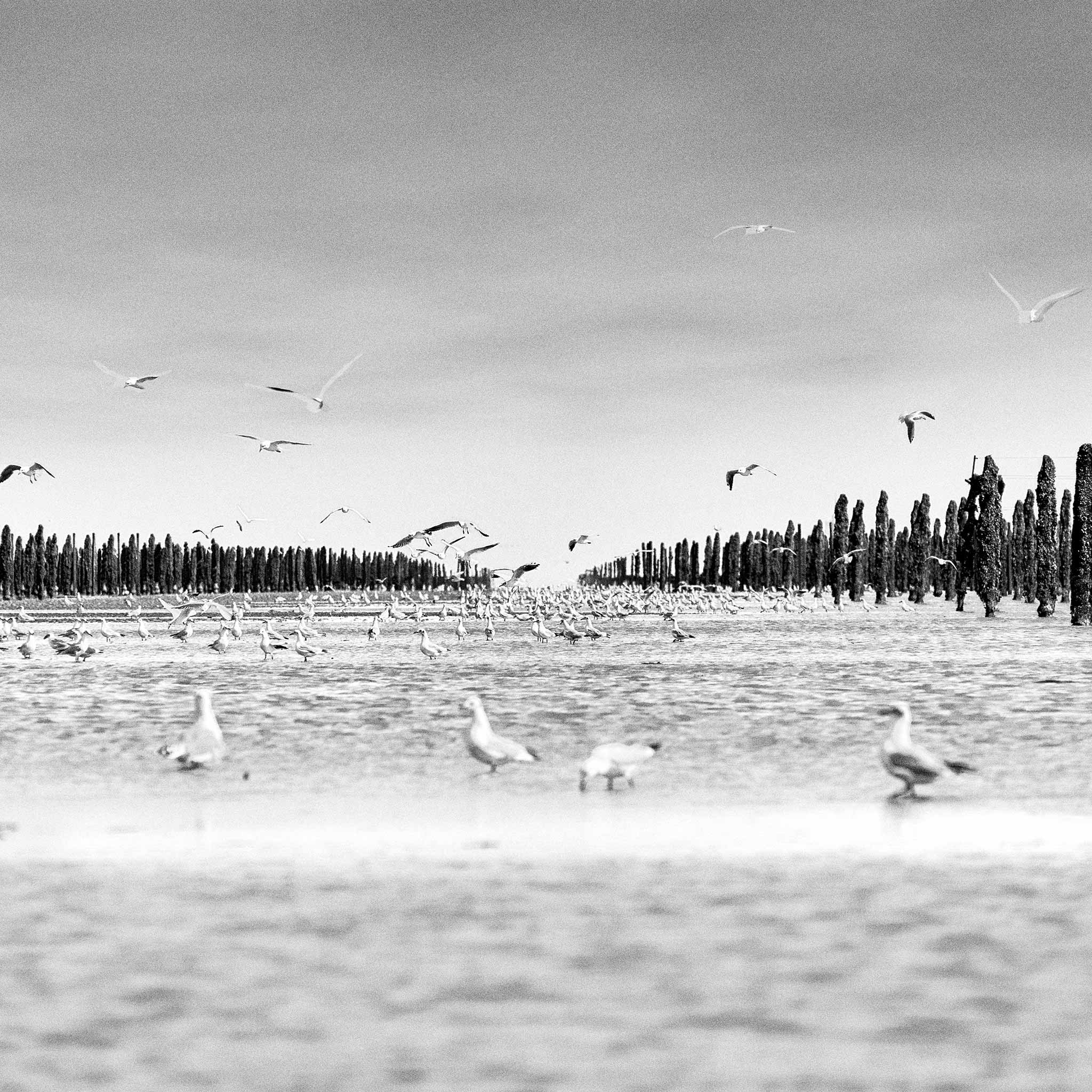 Dans la baie du Mont-Saint-Michel-Étude-6