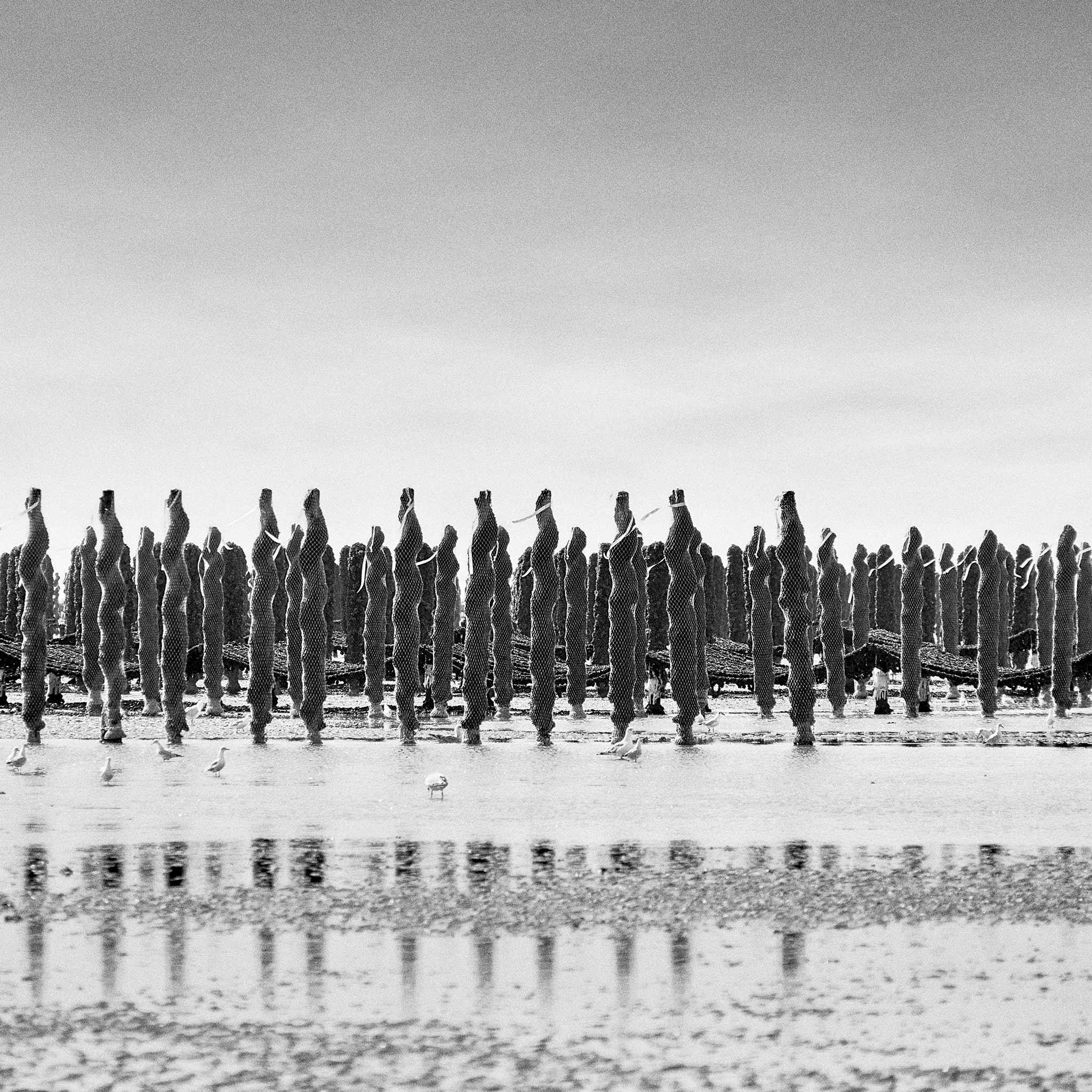 Dans la baie du Mont-Saint-Michel-Étude-9