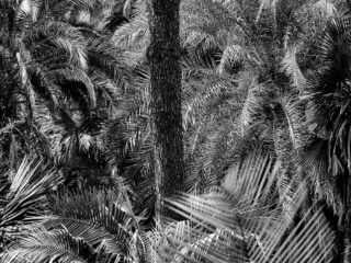 Le jardin botanique de Naples