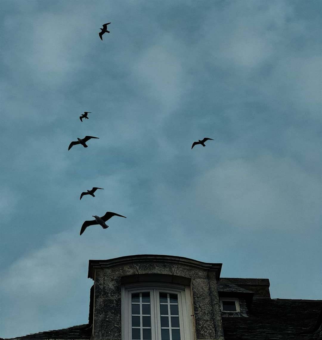Ciel ! des goélands ! ©Jérôme Enel-Réhel - Novembre 2024