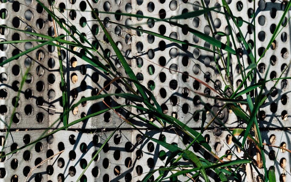 🌱 La nature reprend toujours ses droits [1] – Janvier 2025