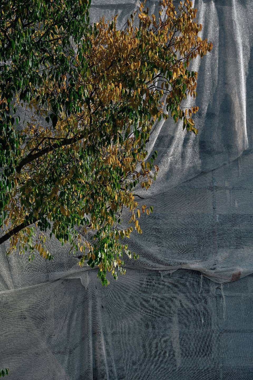 🌱 La nature reprend toujours ses droits [2] - 3  ©Jérôme Enel-Réhel - Janvier 2025