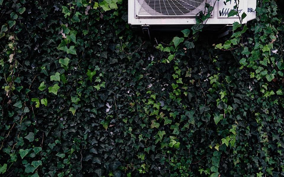🌱 La nature reprend toujours ses droits [3] – Janvier 2025