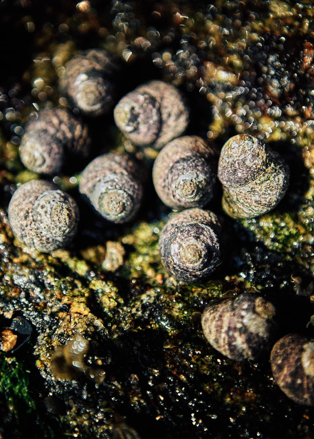 Sea life ©Jérôme Enel-Réhel - Décembre 2024
